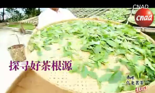 康师傅寻遍世间好茶味