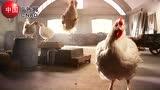 The Whole Chicken