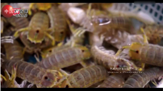 新鲜之美