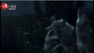 Wolves篇