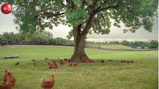 The Tree