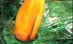 印度王子篇