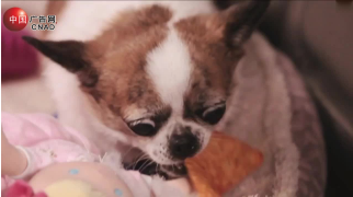 Dogs Doritos ’Crash